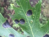 Rhytisma americanum image