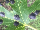 Rhytisma americanum image