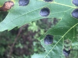 Rhytisma americanum image