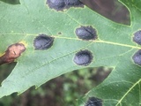 Rhytisma americanum image