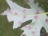 Rhytisma americanum image