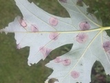 Rhytisma americanum image