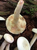 Lactarius subvernalis image