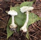 Amanita abrupta image