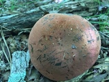 Boletus subluridellus image