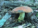 Boletus subluridellus image