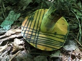 Boletus subluridellus image