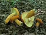 Lactarius volemus image