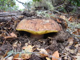 Boletus regineus image