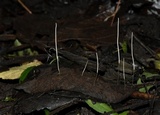 Macrotyphula juncea image