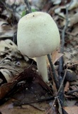 Agaricus silvicola image
