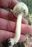 Agaricus silvicola image