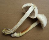Agaricus silvicola image