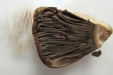Agaricus silvicola image