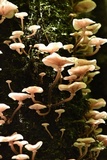 Armillaria mexicana image