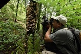 Armillaria mexicana image