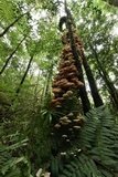 Armillaria mexicana image