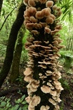 Armillaria mexicana image