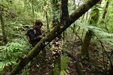 Armillaria mexicana image