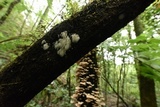 Armillaria mexicana image