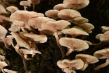 Armillaria mexicana image