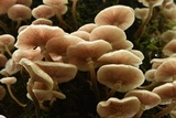 Armillaria mexicana image