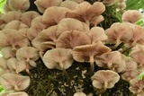 Armillaria mexicana image
