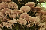 Armillaria mexicana image