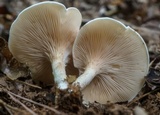 Clitopilus prunulus image