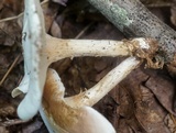 Clitopilus prunulus image