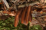 Wynnea americana image