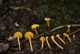 Cantharellus minor image
