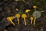 Cantharellus minor image