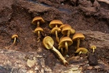 Pholiota granulosa image