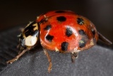 Hesperomyces virescens image