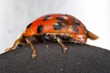 Hesperomyces virescens image