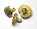 Amanita pruittii image