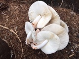 Leucoagaricus americanus image