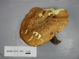 Suillus weaverae image