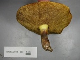 Suillus weaverae image