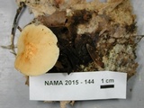 Marasmius spissus image