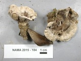 Phellodon tomentosus image