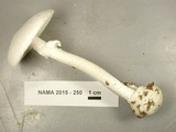 Amanita amerivirosa image