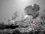 Irpex lacteus image