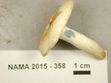 Russula ballouii image