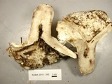 Russula densifolia image