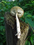 Amanita sect. Vaginatae image