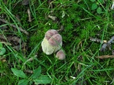Tylopilus rubrobrunneus image