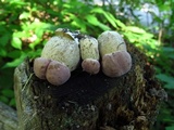 Tylopilus rubrobrunneus image