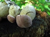 Tylopilus rubrobrunneus image